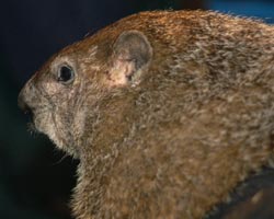 Das Punxsutawney himself